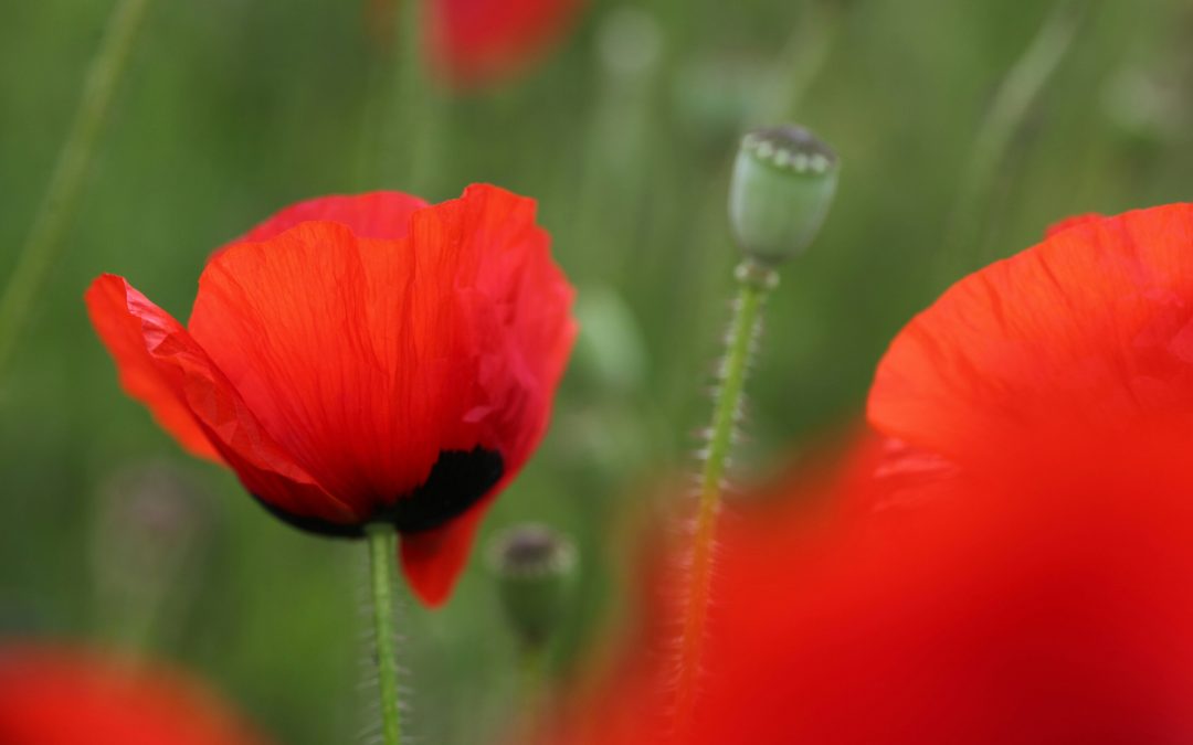 Mindfulness en Hoogsensitiviteit
